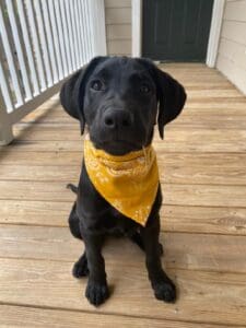 Please welcome Jordan Grant & Associates new mascot " Case ". He is nine months old and likes treats, chasing squirrels and Appalachian State.